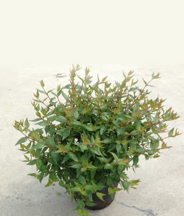 Abelia-grandiflora-nana