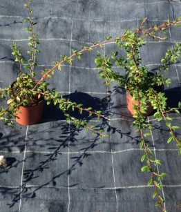 Cotoneaster Salicifolia Repens