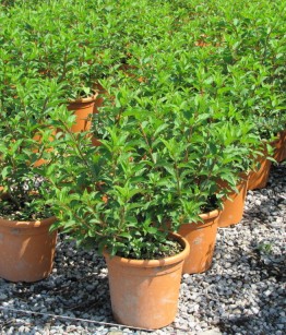 Hydrangea in varietà v22-24 (1)