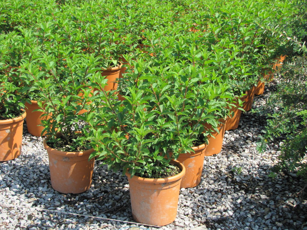 Hydrangea in varietà v22-24 (1)