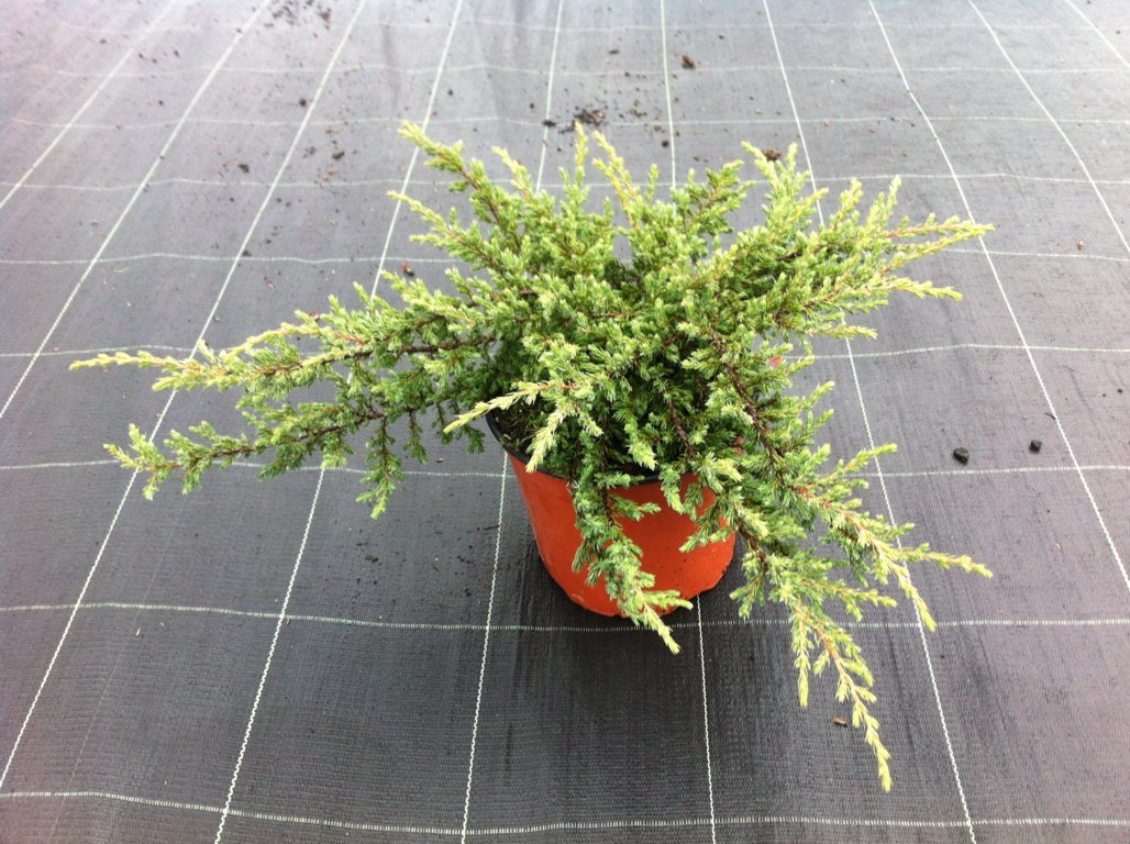 Juniperus communis repanda v18