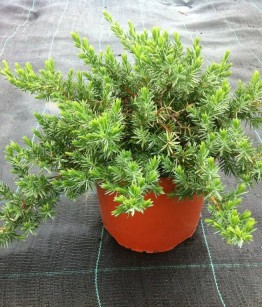 Juniperus conferta  Schlager v18