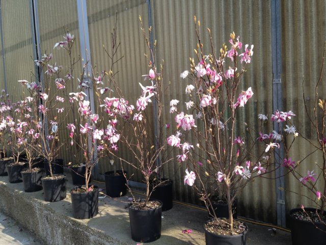 Magnolia stellata rosea - 1