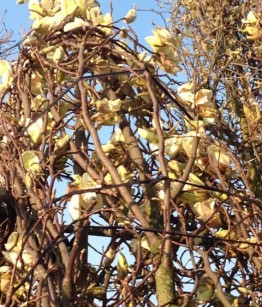 Magnolia yellow lantern
