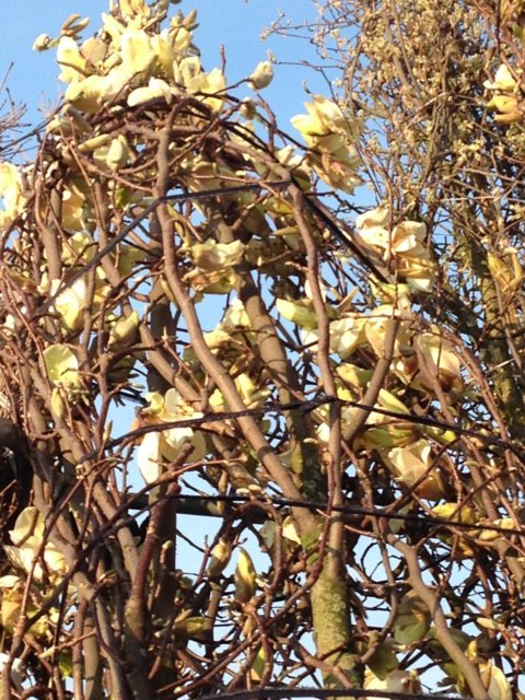 Magnolia yellow lantern