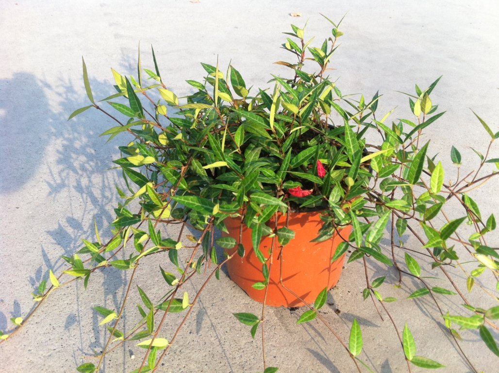 Trachelospermum angustifolia v19